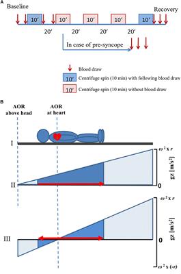 Galanin and Adrenomedullin Plasma Responses During Artificial Gravity on a Human Short-Arm Centrifuge